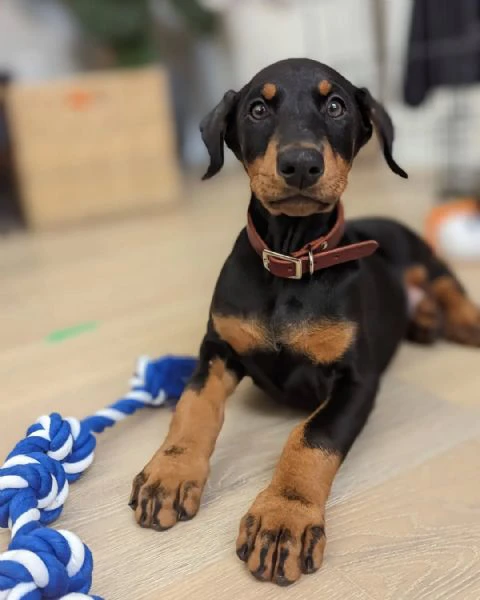 razza: doberman pinscher fascia d'età: cuccioli sesso: maschio e femmina | Foto 2