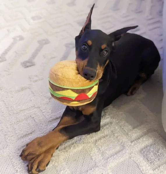 cuccioli di doberman pinscher super fantastici. | Foto 1