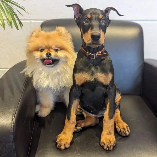 cuccioli di doberman pinscher super fantastici. | Foto 0