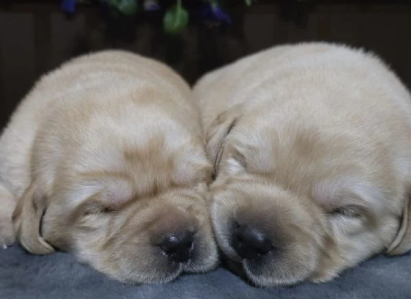 cuccioli di labrador retriever | Foto 6