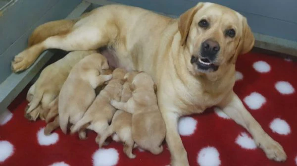 cuccioli di labrador retriever | Foto 5