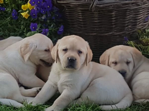 cuccioli di labrador retriever | Foto 4