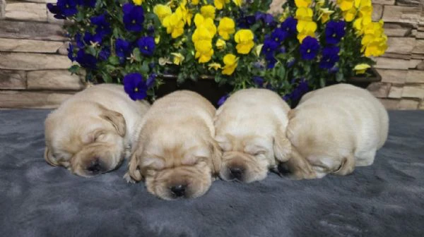 cuccioli di labrador retriever | Foto 3