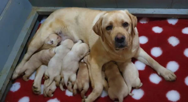 cuccioli di labrador retriever