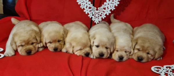 cuccioli di labrador retriever | Foto 1