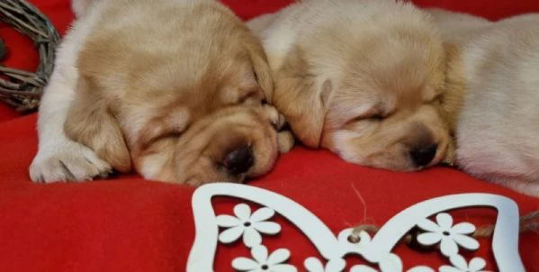 cuccioli di labrador retriever | Foto 0