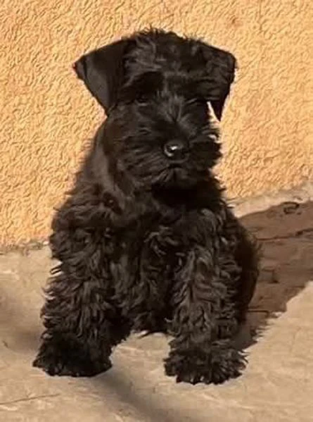 cuccioli di schnauzer miniatura neri | Foto 1