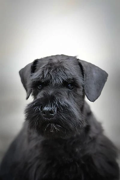cuccioli di schnauzer miniatura neri