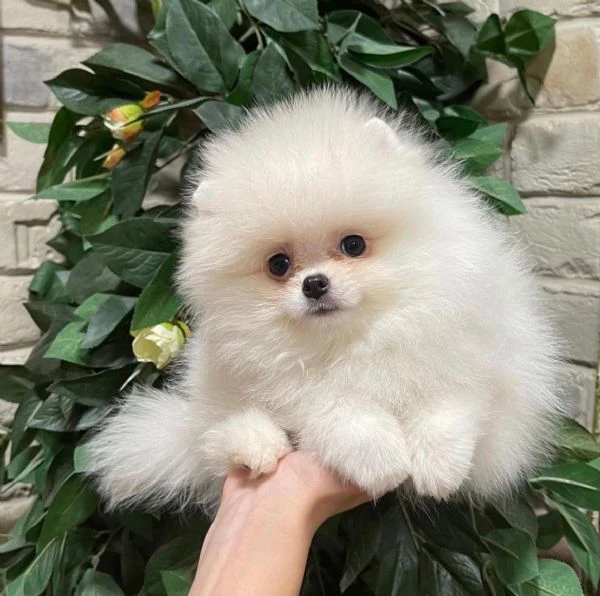 cuccioli di pomerania | Foto 1