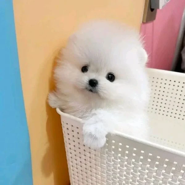 cuccioli di pomerania