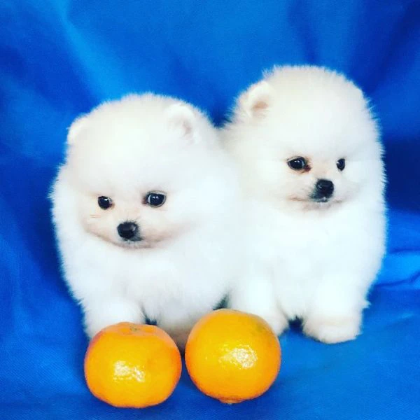 cuccioli di pomerania | Foto 0