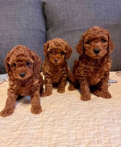 cuccioli di barboncino-- | Foto 1
