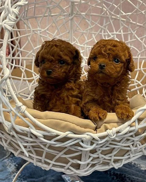 cuccioli di barboncino--