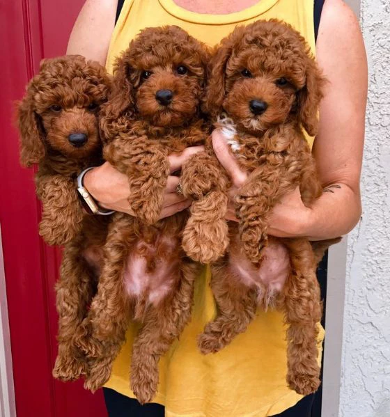 cuccioli di barboncino-- | Foto 0