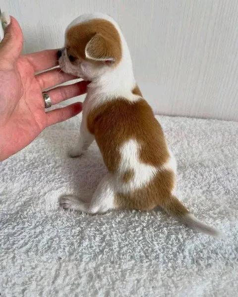 chihuahua- | Foto 1