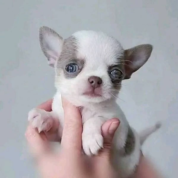 chihuahua- | Foto 0