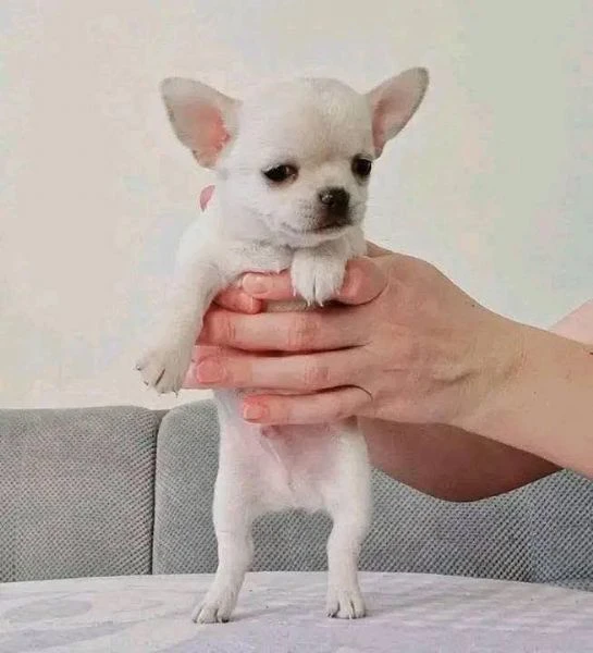 chihuahua-