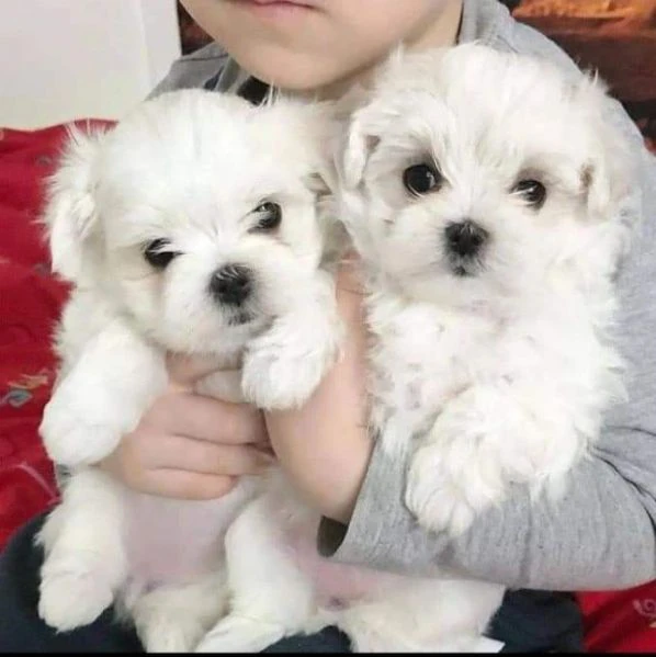 cuccioli maltesi