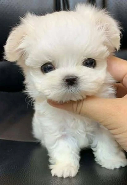 cuccioli maltesi | Foto 1