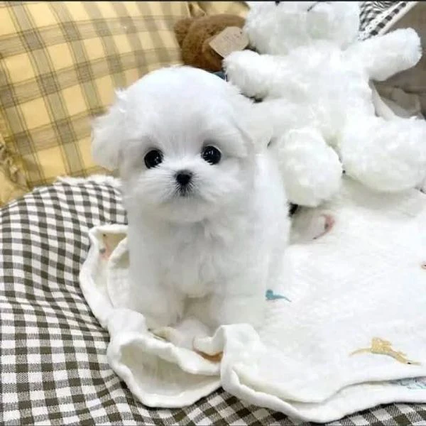 cuccioli maltesi | Foto 0