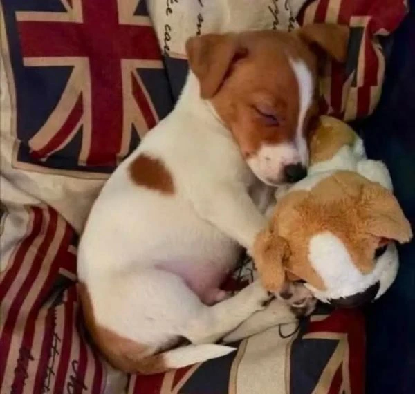 jack russell | Foto 1