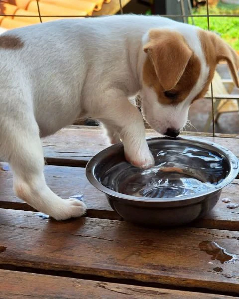 jack russell | Foto 0