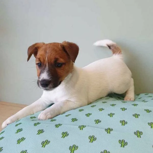 jack russell
