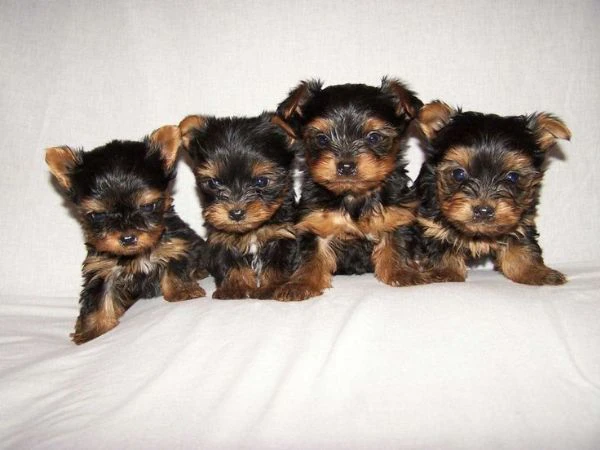 yorkshire terrier | Foto 1