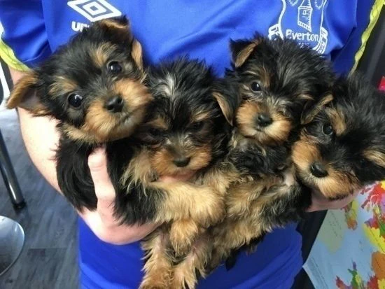 yorkshire terrier | Foto 0
