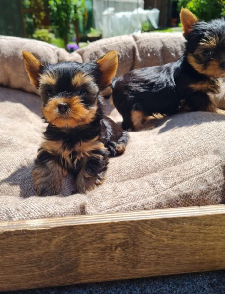 yorkshire terrier