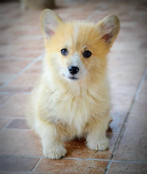 cuccioli welsh corgi pembroke | Foto 6