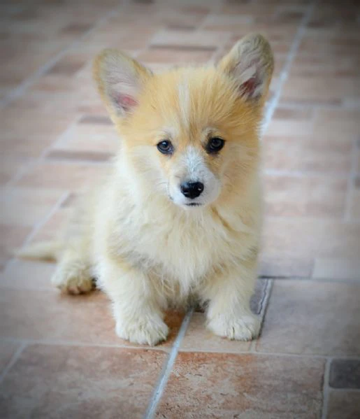 cuccioli welsh corgi pembroke | Foto 5
