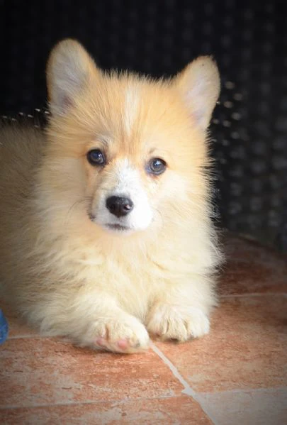cuccioli welsh corgi pembroke | Foto 4