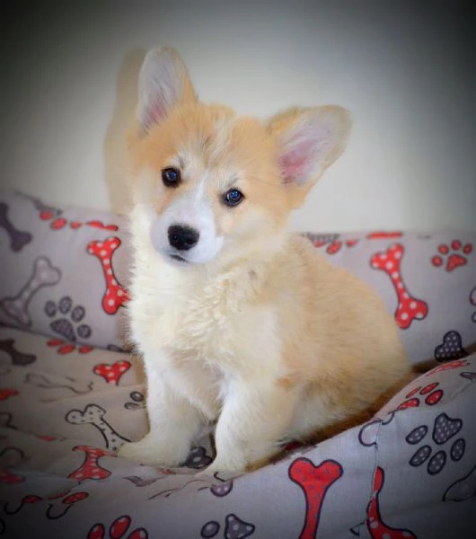 cuccioli welsh corgi pembroke | Foto 3