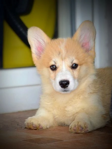 cuccioli welsh corgi pembroke | Foto 2