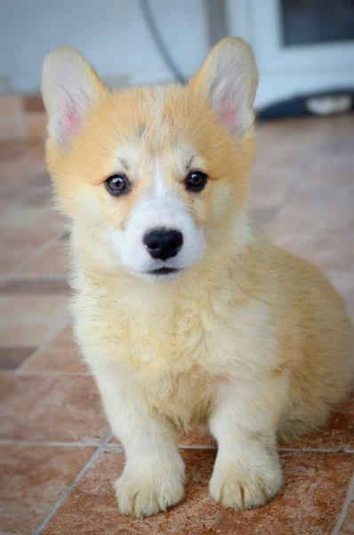 cuccioli welsh corgi pembroke