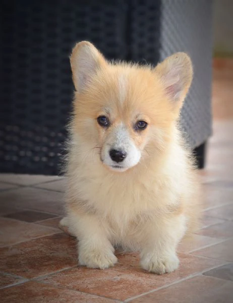 cuccioli welsh corgi pembroke | Foto 1