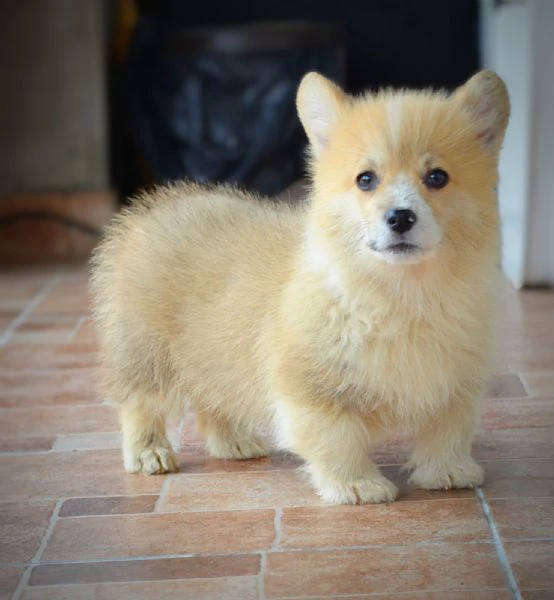 cuccioli welsh corgi pembroke | Foto 0
