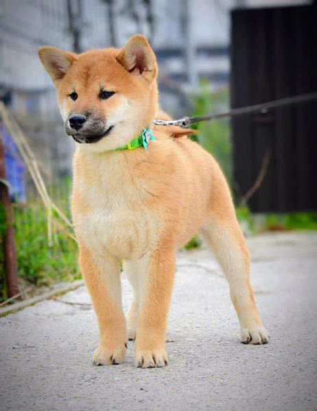 cuccioli di shiba inu | Foto 5