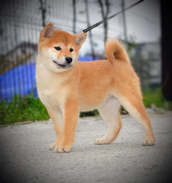 cuccioli di shiba inu | Foto 4