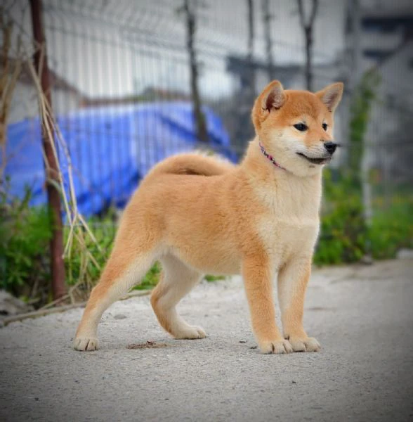 cuccioli di shiba inu | Foto 3