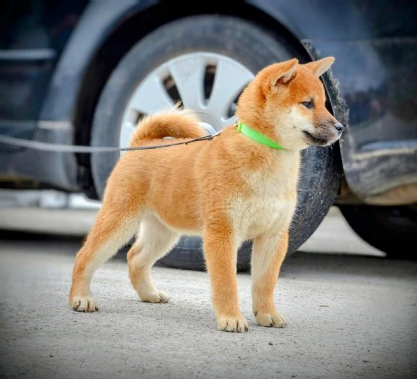 cuccioli di shiba inu | Foto 2