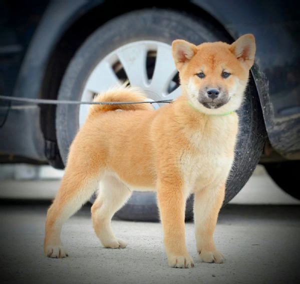 cuccioli di shiba inu