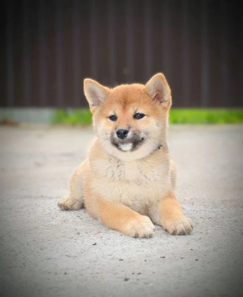 cuccioli di shiba inu | Foto 1