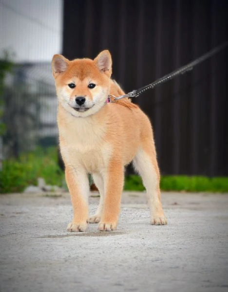 cuccioli di shiba inu | Foto 0