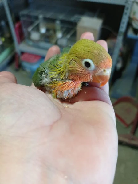 vendo fisher maschio allevato a mano o da finire svezzamento con documenti in regola | Foto 0