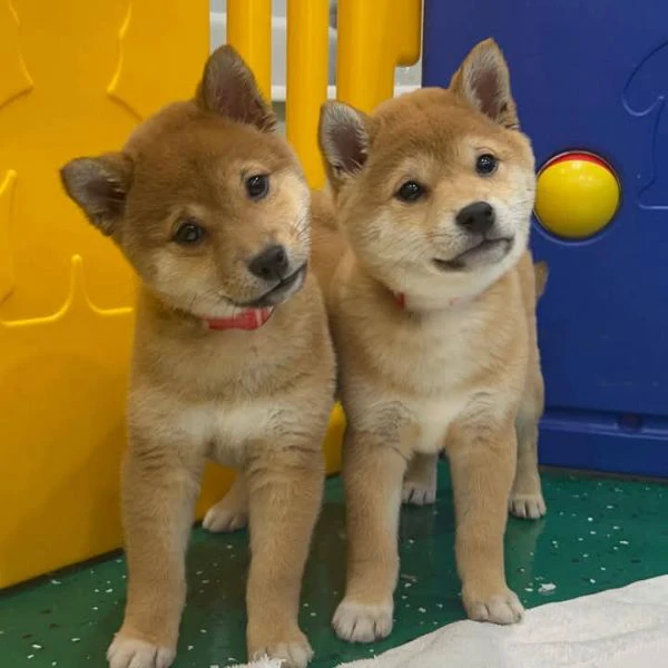 shiba inu