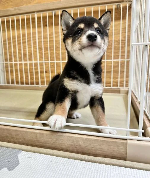 shiba inu | Foto 1