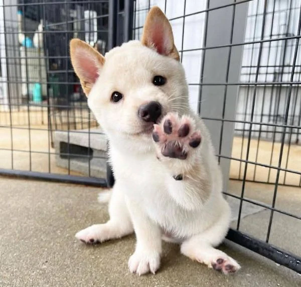 shiba inu | Foto 0