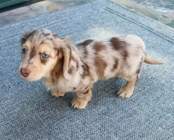 cuccioli di bassotto